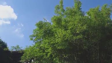 盛夏夏天阳光竹林视频的预览图